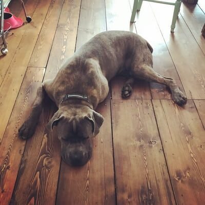 Large dog lying on a scratched wooden floor, relaxing in a sunlit room