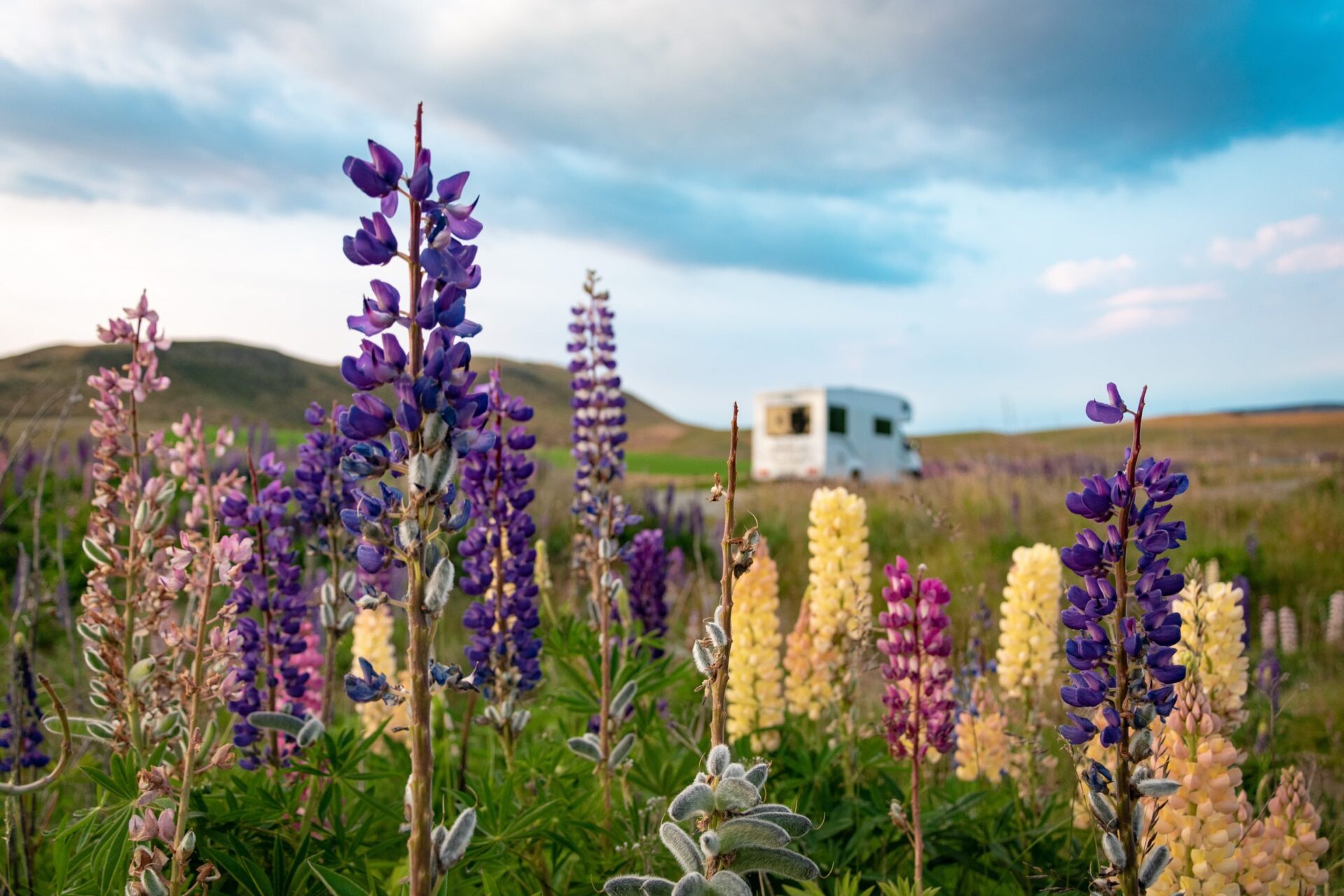 Wildflowers blooming in a field with an RV parked in the background under a blue sky