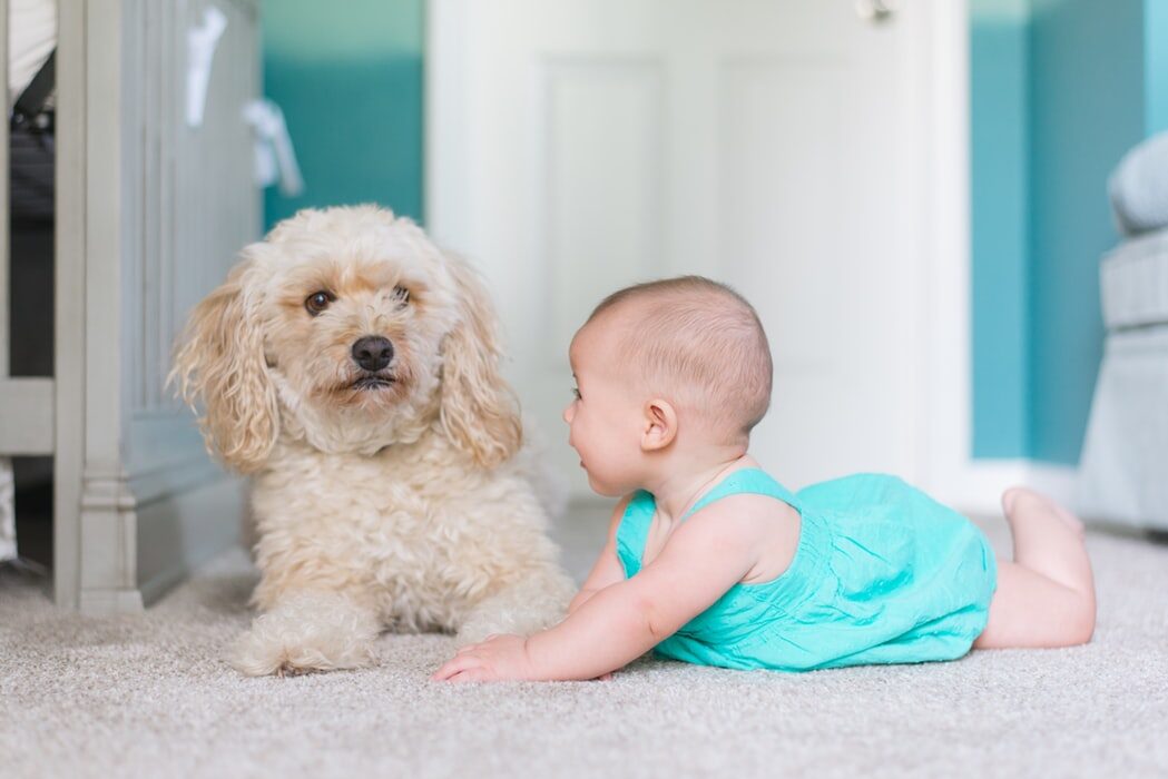 Small dog and baby sitting together on a soft, light-colored carpet in a cozy living room