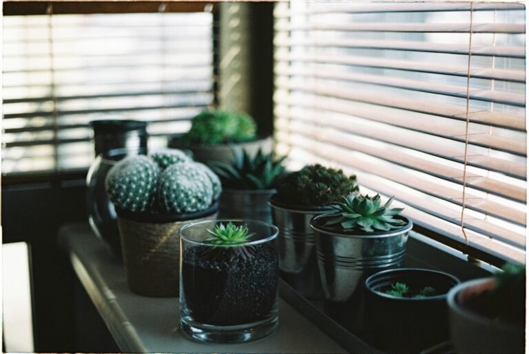 Window blinds partially open with sunlight filtering through, next to decorative glass jars and a small cactus