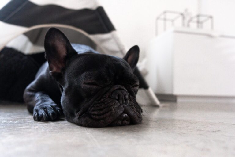 black dog resting on a floor